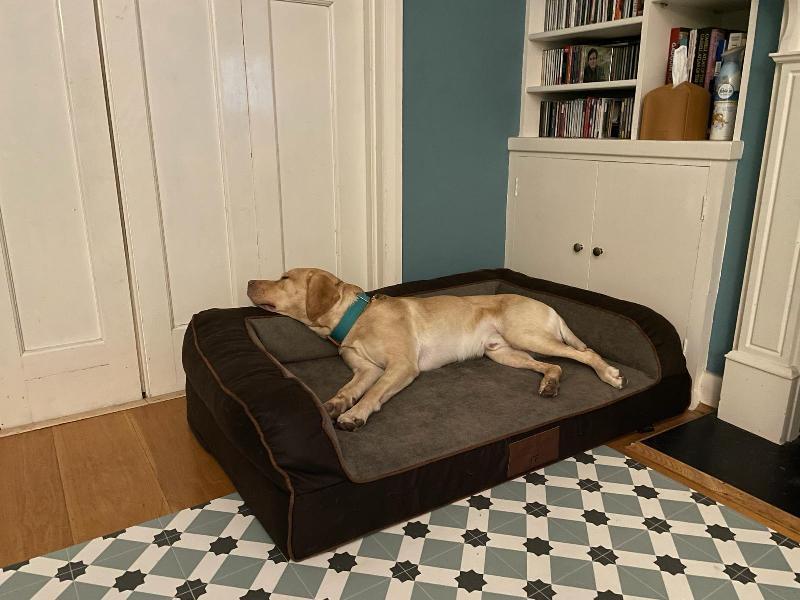 Excellent dog sofa bed