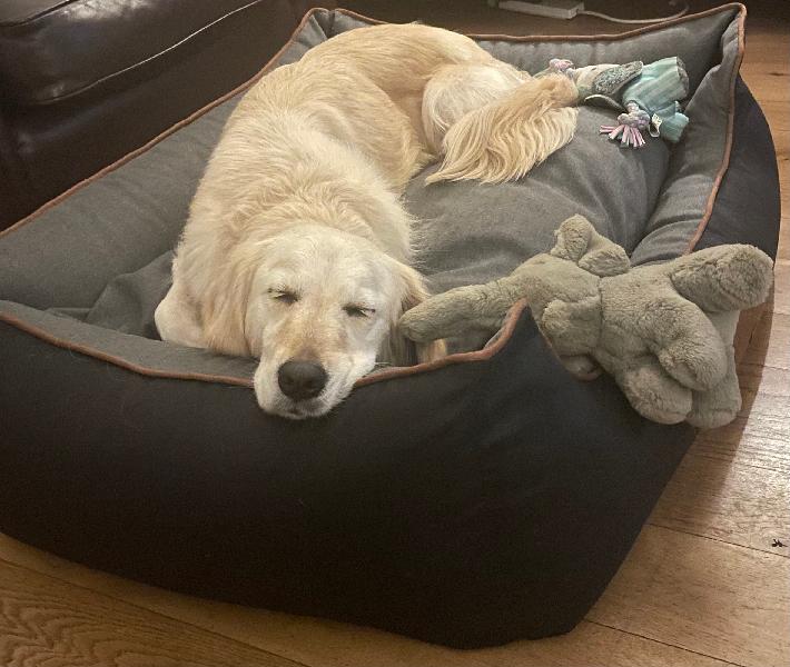 Nellie loves her new George Barclay bed