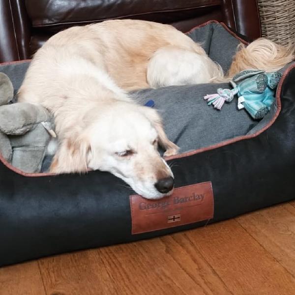 Nellie loves her new George Barclay bed