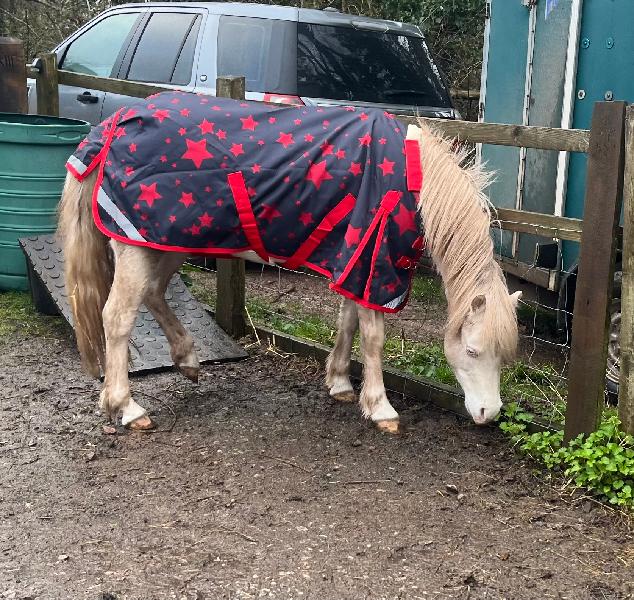 Shetland-Miniature-Donkey-Section A 50g V2 Turnout Rug