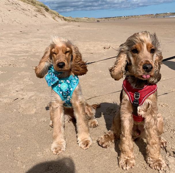 Very Pretty Harness & Matching Bow