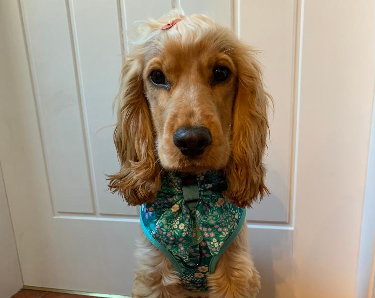 Very Pretty Harness & Matching Bow