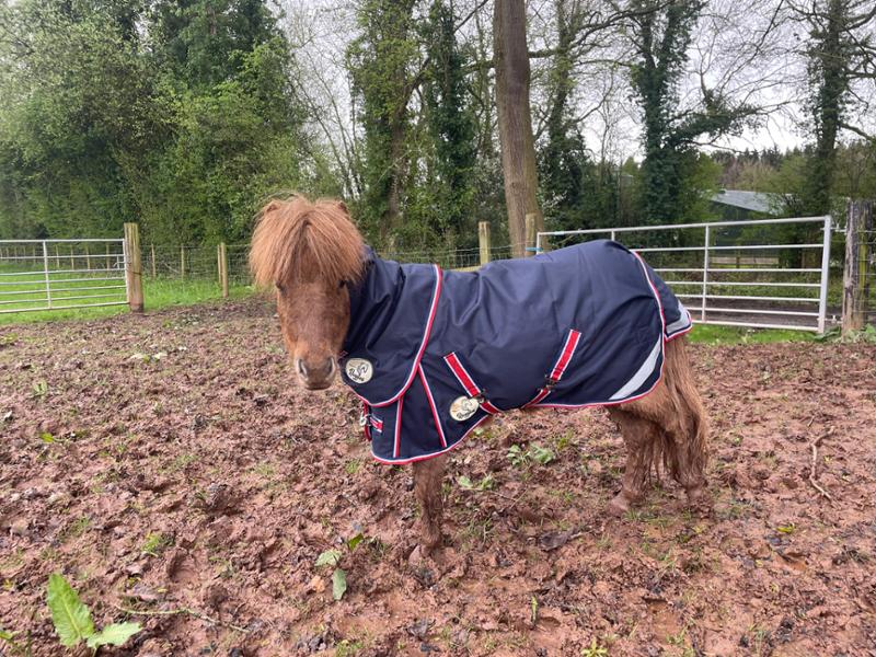 Shetland-Miniature-Donkey-Section A 50g V2 Turnout Rug