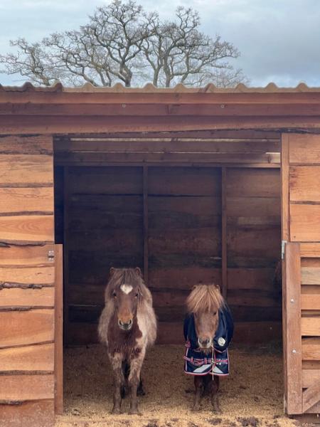 Shetland-Miniature-Donkey-Section A 50g V2 Turnout Rug