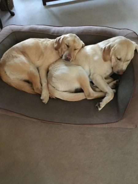 Great quality dog bed