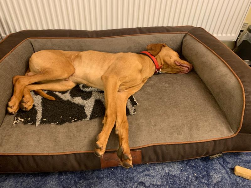 Comfortable dog bed