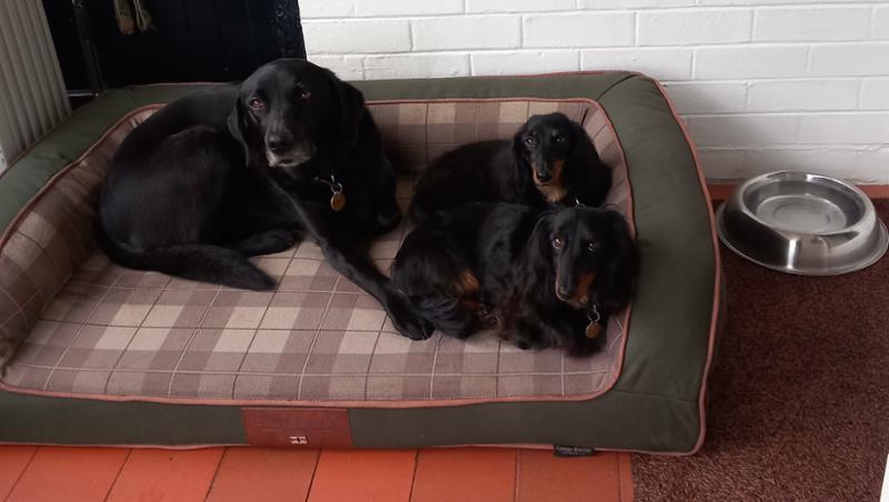 Labrador and 2 Dachshunds delighted with their new  bed, very good quality