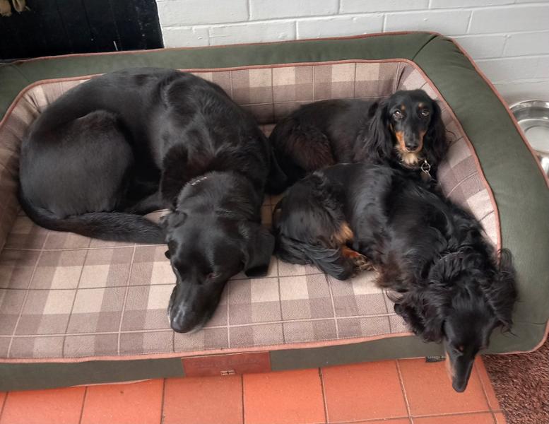 Labrador and 2 Dachshunds delighted with their new  bed, very good quality