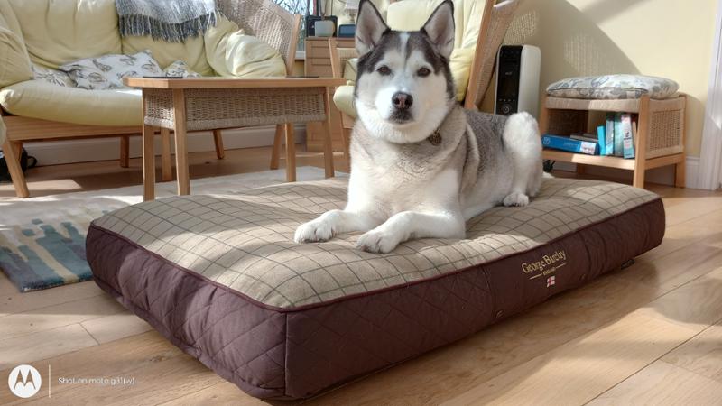 Onyx loves his bed