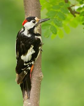 OUR FEATHERED FRIENDS.