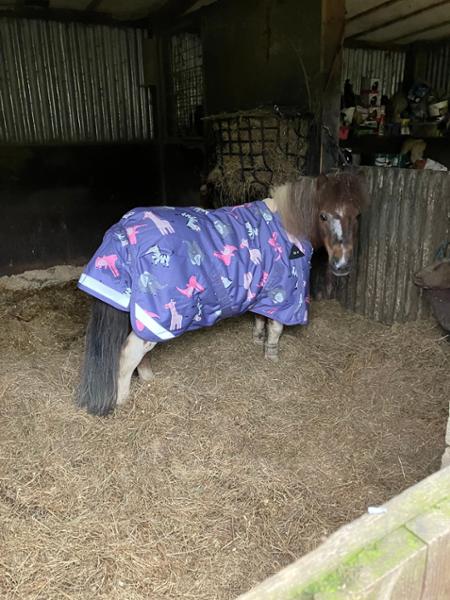 Shetland-Miniature-Donkey-Section A 50g V2 Turnout Rug