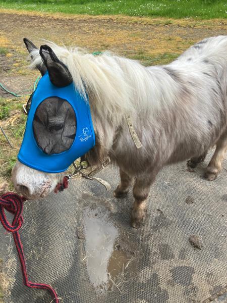 Shetland-Miniature-Section A Pull On Fly Mask With Ears