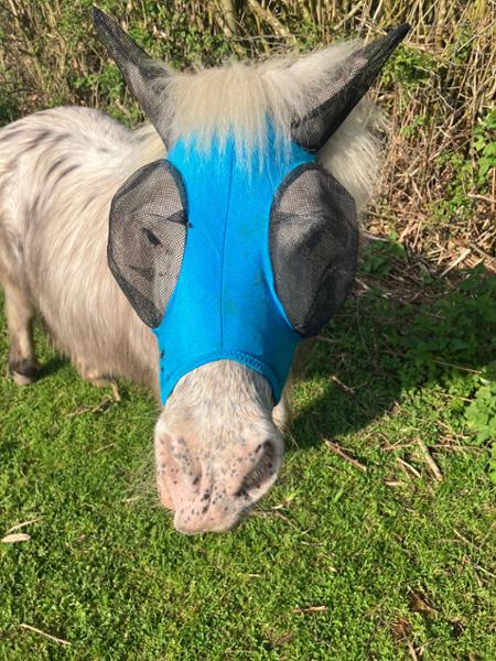 Shetland-Miniature-Section A Pull On Fly Mask With Ears