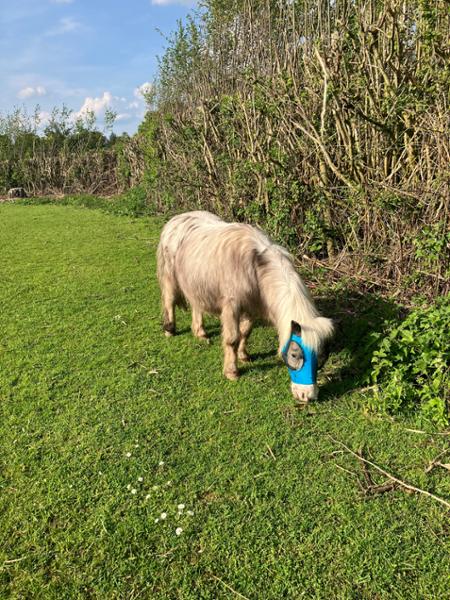 Shetland-Miniature-Section A Pull On Fly Mask With Ears