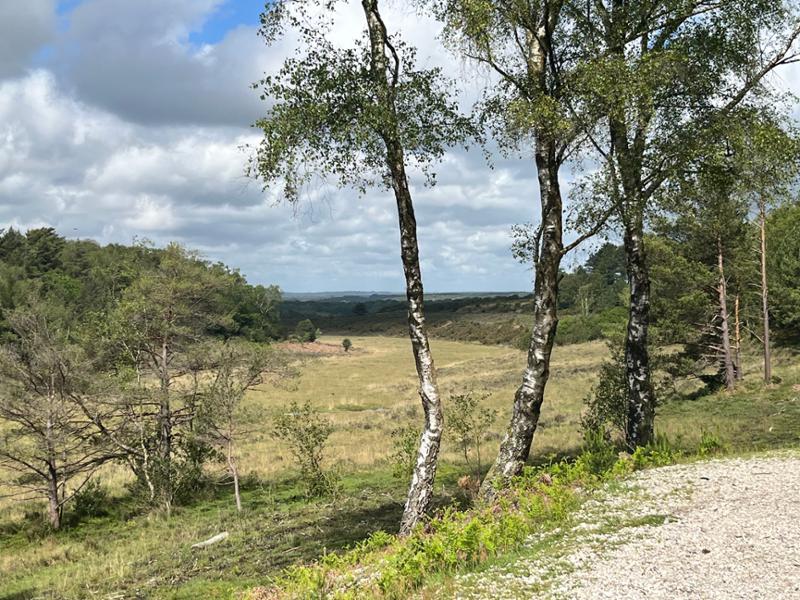 New Forest Walking Weekend