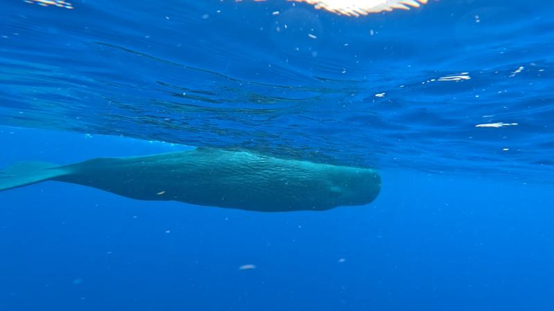 Sperm Whales, Dominica
