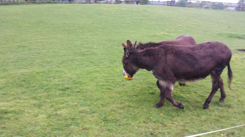 EQUABLE Powder Horse Calmer