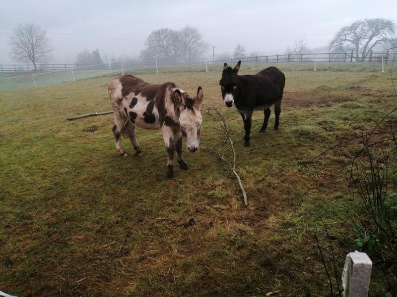 EQUABLE Powder Horse Calmer