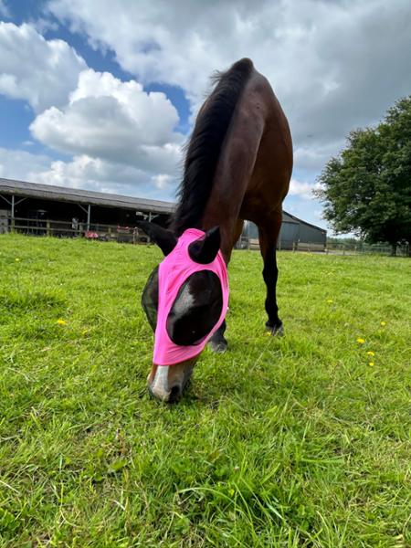 Gorgeous Fly veil