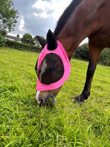 Gorgeous Fly veil