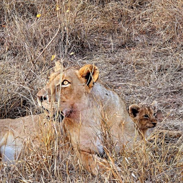 Amazing Safari Adventure with Go2Africa!