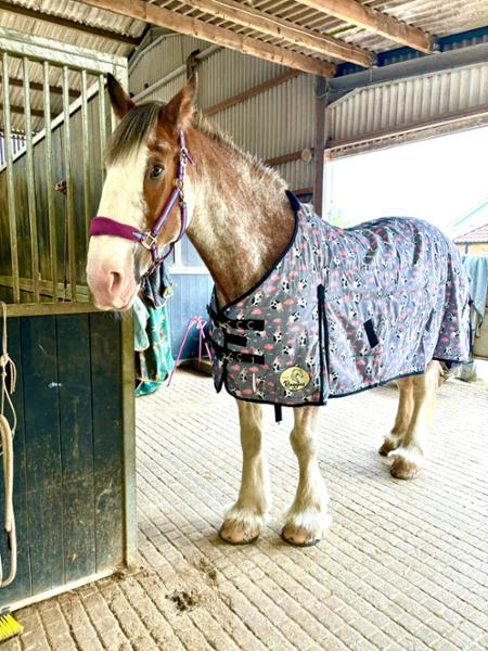 Cow stable rug amazing