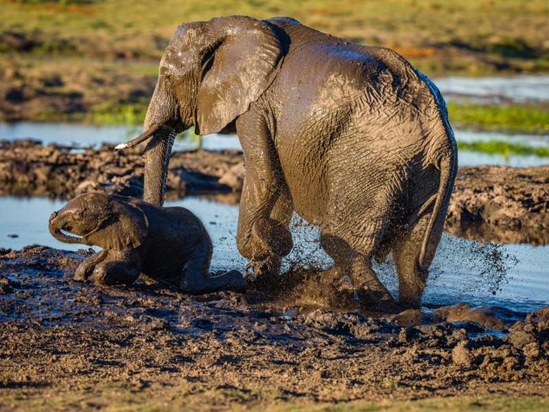 Bucket List Safari to Southern Africa Completed Thanks to Go2Africa