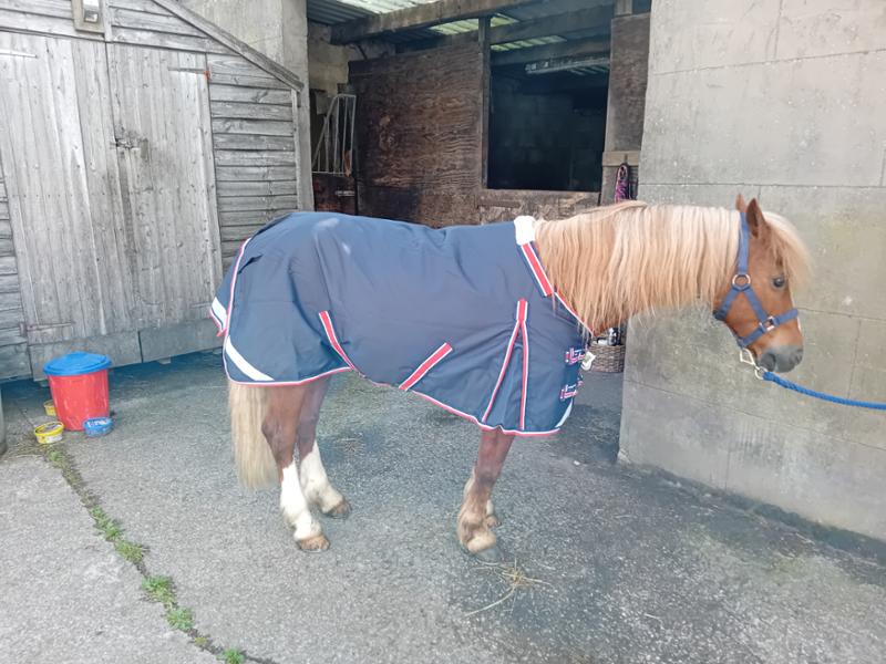 Shetland-Miniature-Donkey-Section A 50g V2 Turnout Rug