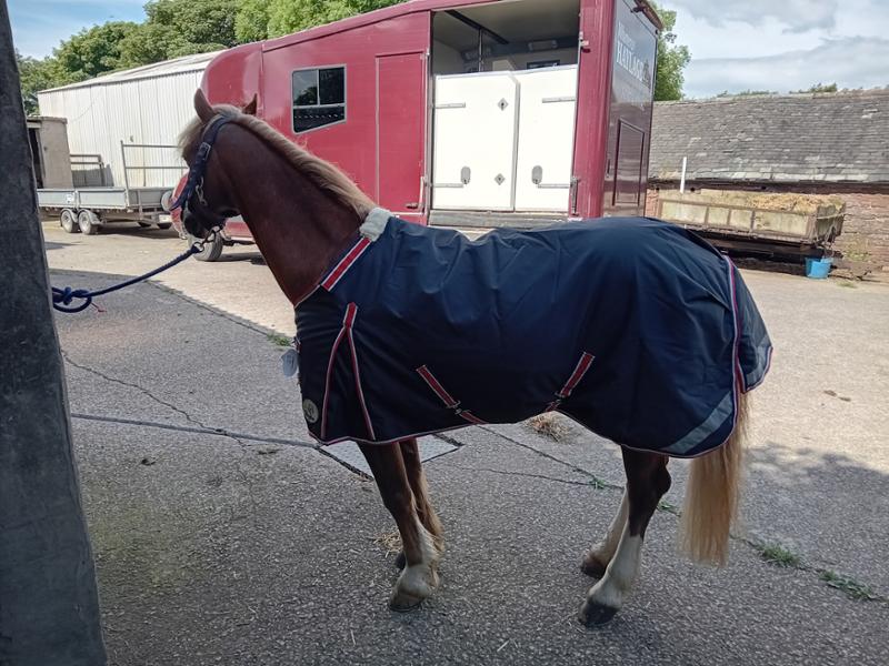 Shetland-Miniature-Donkey-Section A 50g V2 Turnout Rug