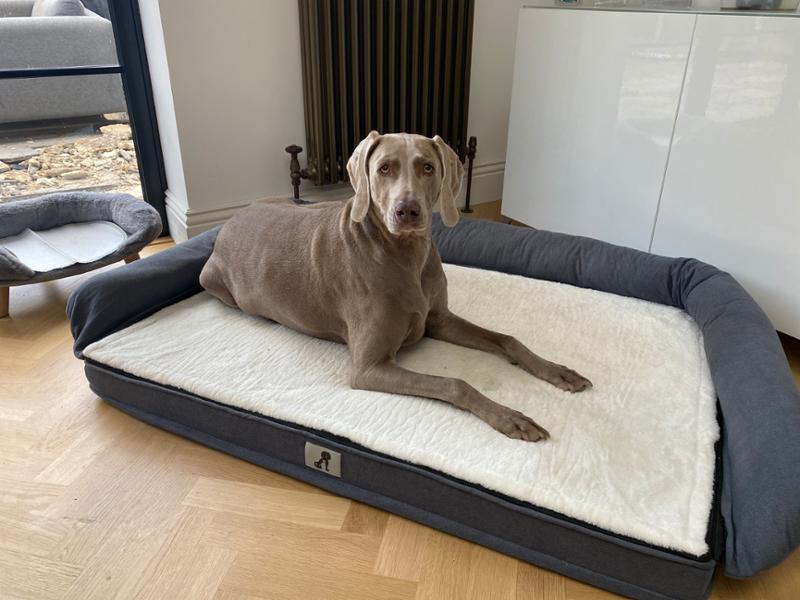 Grayson Luxury Memory Foam Dog Bed XL 120x80cm