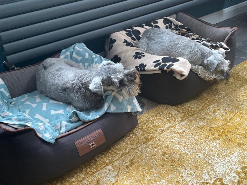 Quality dog beds