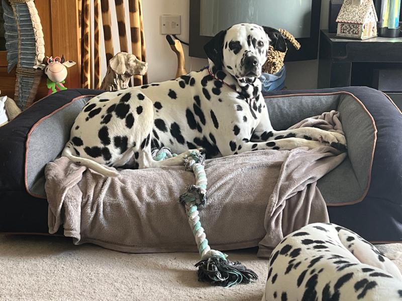 The dogs approve of their new sofa bed😀