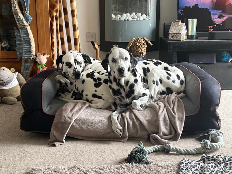 The dogs approve of their new sofa bed😀