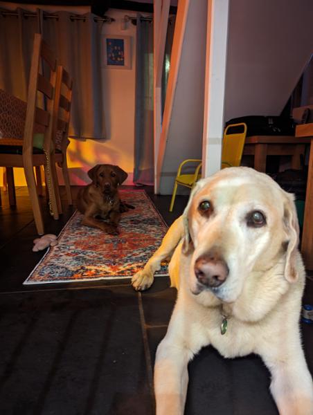 Grandad Labrador turns puppy with aid of Seraquin ❤️❤️❤️