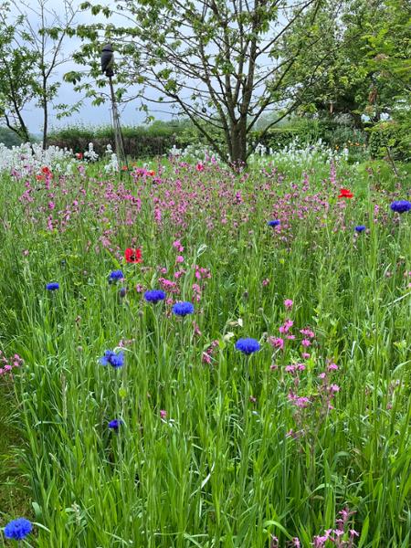 Wildflowers for Shaded Areas 100g
