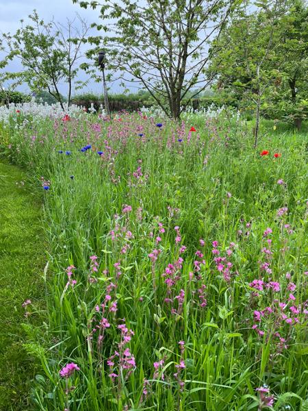 Wildflowers for Shaded Areas 100g