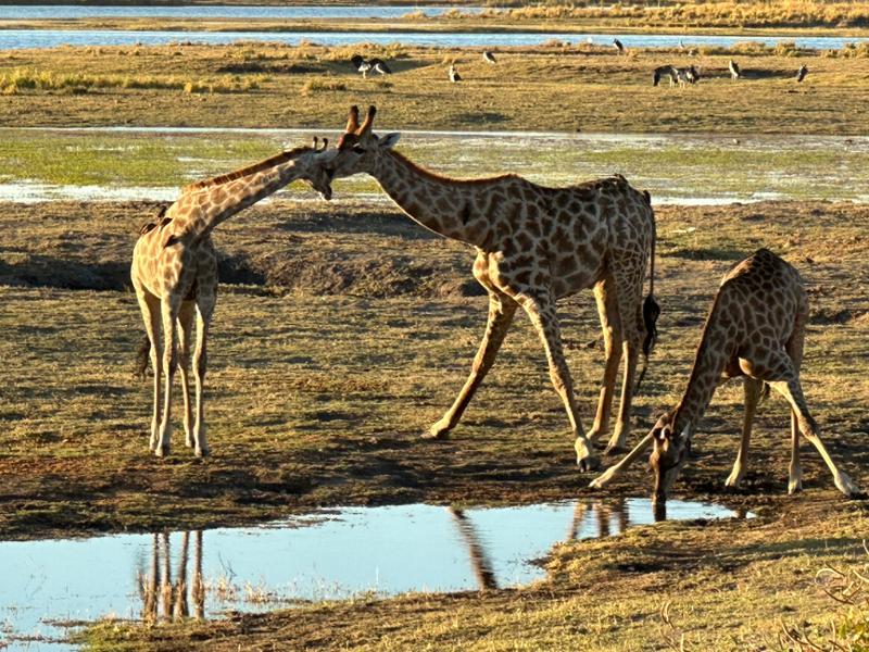 Bucket list trip to Africa