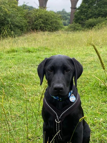 Superhero collar for invincible puppy.