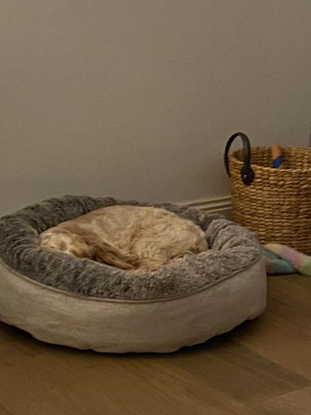 Snooza Cuddler Dog Bed in Cashmere