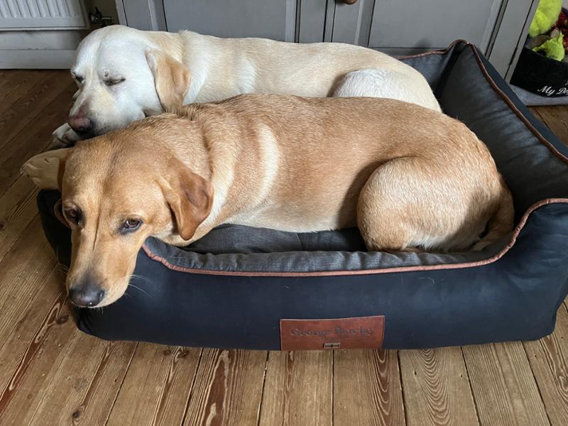 Beckley Orthopaedic Walled Dog Bed For Large Dogs | Midnight / Dove Colour, Bed with Orthopaedic, Blended Memory Foam Particles