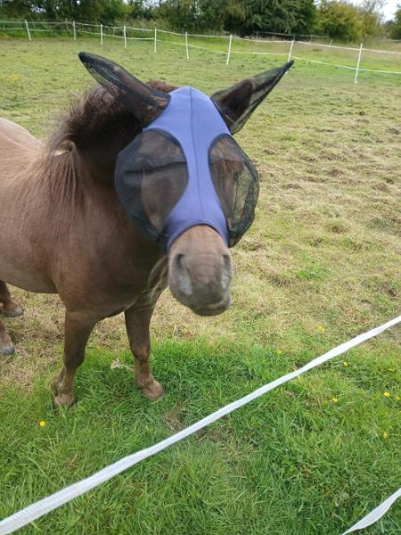 Shetland-Miniature-Section A Pull On Fly Mask With Ears