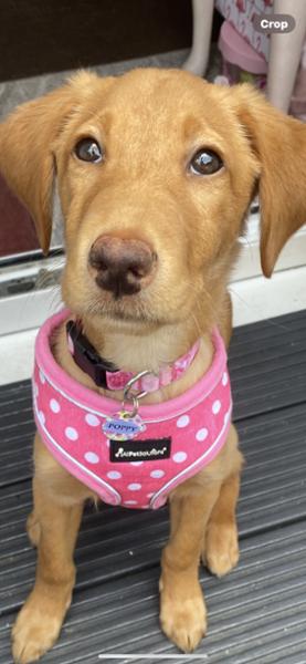 Dog Harness with Reflective Strip in Pink Polka Dot - Small