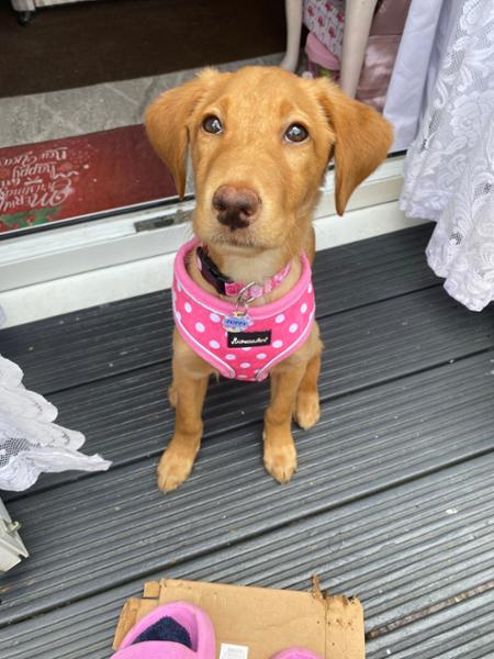 Dog Harness with Reflective Strip in Pink Polka Dot - Medium