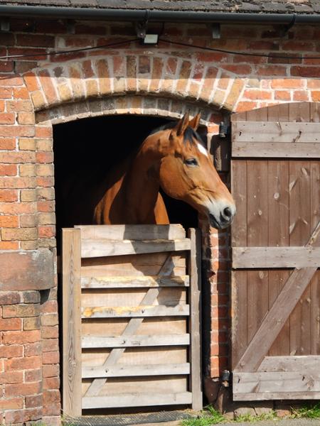 Suppleaze Gold Horse Joint Supplement