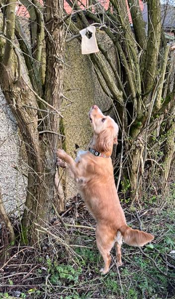 Joseph dog collar.  Wears well on my often muddy and wet spaniel