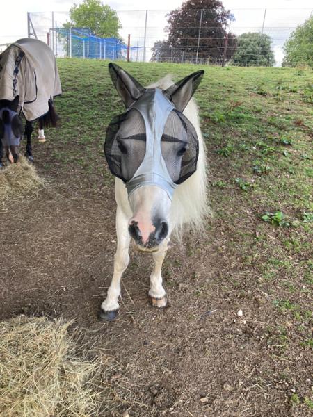 Xsmall pony fly mask .