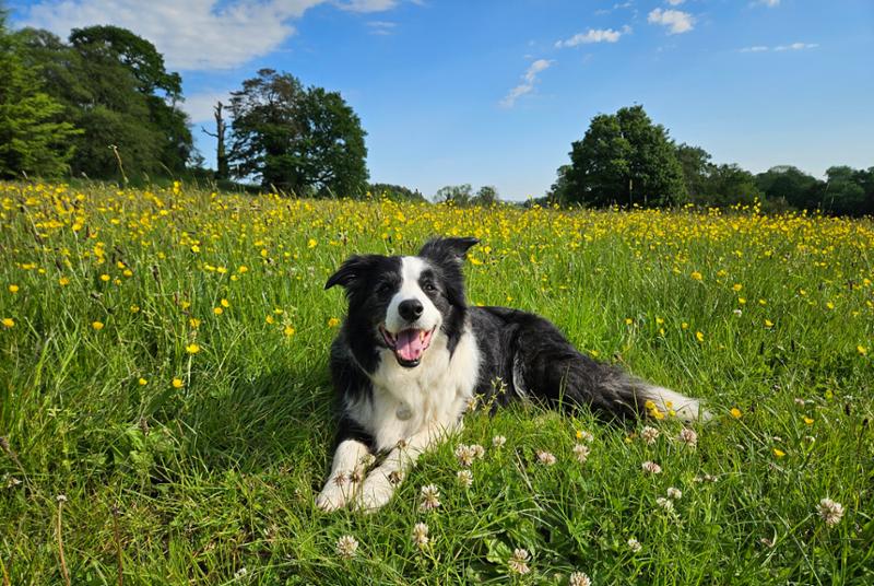 Gloriously Grain Free Dog Food Mixer Meal