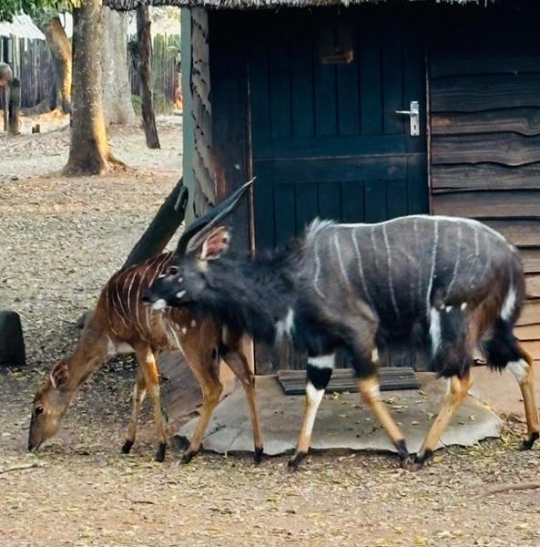 South Africa and Eswatini