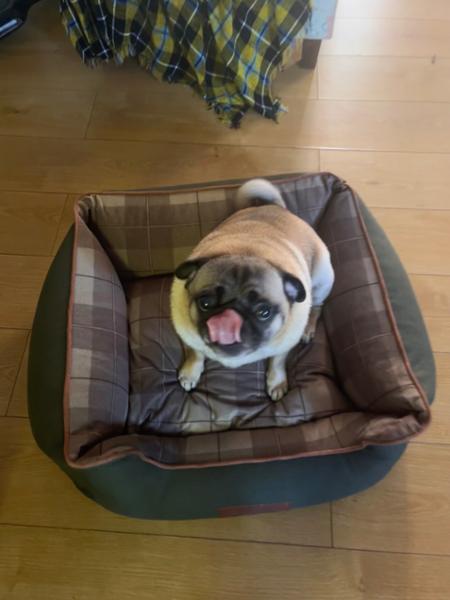 Puggy dog bed heaven