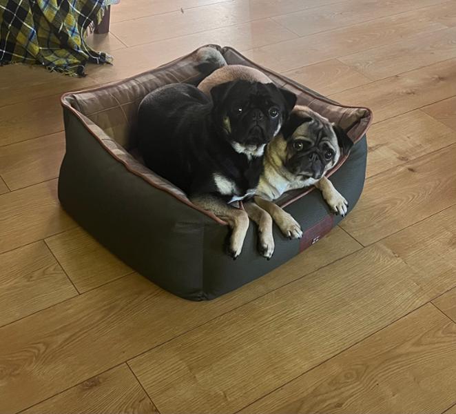 Puggy dog bed heaven